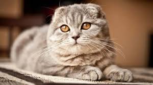 Mucnhkin & munchkin fold cats and kittens. Scottish Fold Price Personality Lifespan