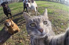 Selfie Leriyle Instagram Da Fenomen Olan Kedi Manny Selfie Instagram Cat Goruntuler Ile Komik Hayvanlar Kediler Ve Yavrulari Cok Sirin Hayvanlar