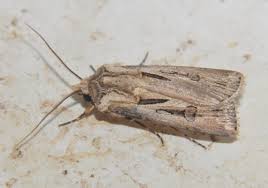 Image result for Photedes extrema