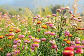 Image result for Helichrysum lastii