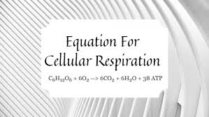 The overall (unbalanced) chemical equation for cellular respiration is: The Reactants And Products Of Cellular Respiration Science Trends