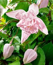 Hangende Fuchsie Pink Marshmallow Stauden Fuchsie Exotische Blumen Beste Blumen