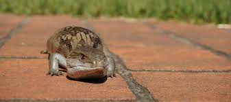 You've likely heard of spirit guides and guardian angels before. What To Do If There S A Blue Tongue Lizard In Your Backyard Good Living