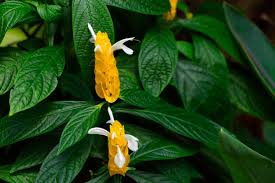 Image result for Pachystachys