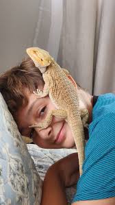 Should I get another bearded dragon for my autistic son after the previous  one died?