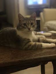 Kedi Oteli Icin 30 Fikir Kedi Oteller Kedi Evi