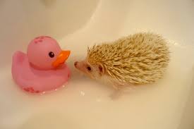 hedgehog bath time basics, plus ducky