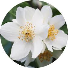 Maybe you would like to learn more about one of these? 48 Types Of White Flowers Proflowers Blog