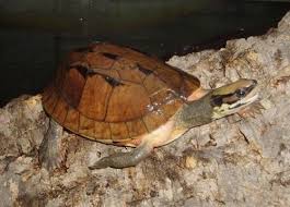 Vietnamese Three Striped Box Turtle Box Turtle Turtle Reptiles