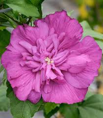 Image result for Hibiscus syriacus ´Pink Chiffon