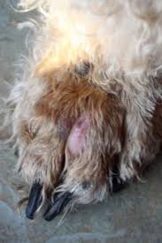Bumps On Top Of Dog S Paws Turning Into Bigger Cysts Dog Skin Problem Dog Skin Problems Pictures Dog Paws