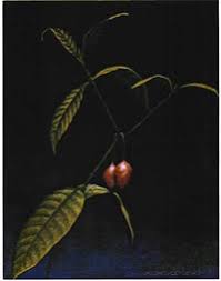 Image result for Tabernanthe elliptica
