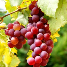 Image result for Vitis vinifera