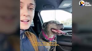 Pit Bull Saved From Dog Fighting Gets All The Toys He Wants