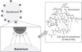 Staphylococcus Saprophyticus An Overview Sciencedirect Topics