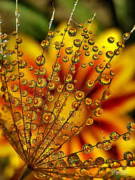 Pin By Chris Mott On Favorite Thing 1 Yellow Nature Photography Dew Drops Macro Photography