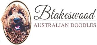 Maybe you would like to learn more about one of these? Blakeswood Australian Doodles Breeders Of Australian Doodles