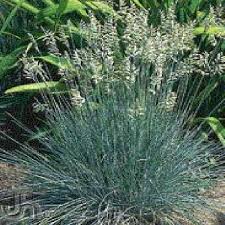 Image result for Festuca
