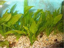 How To Grow Amazon Sword Plants With Pictures Planted Aquarium Freshwater Aquarium Plants Plants