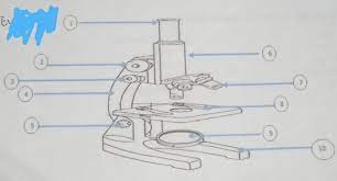 Parts present to animal cell only. Iii Enumeration 1 3 Parts Of Animal Cell4 Cell Part Present In Animal Cell Only5 7 Basic Parts Of The Brainly Ph