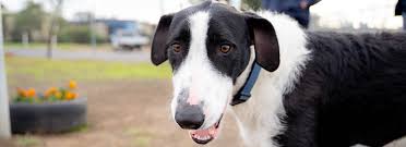 Second chance works currently works with sequatchie low cost spay/neuter clinic, the animal hospital for rhea county, sale creek. Dog Adoption Bendigo Victoria