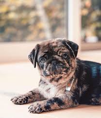 Black And Tan Pug Puppies 1 478 Likes 38 Comments Must Pugs Mustpugs On Instagram Omg Look At Those Colors Cute Little Puggy Foll Pug Puppies Cute Pug Puppies Brindle Pug