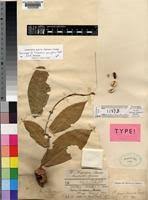 Image result for Landolphia congolensis