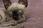 Sphynx Cats — 5 Things to Know About Living With Hairless ...