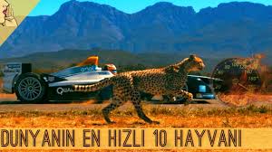 En Az Havlayan 10 Zeki Kopek Cinsi Evde Ve Apartmanda Kopek Dog Evdebakilacakkopekler Youtube