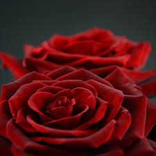 There was always confusion about the national tree and flower and now it is clear. Wholesale Different Types Of Fresh Cut Flowers Black Roses For Sale Buy Red Rose Flowers Rose Farm For Sale Fresh Black Rose Product On Alibaba Com