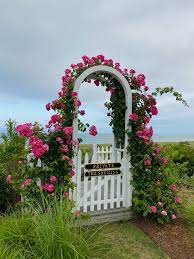 The Roses of Nantucket — anantucketsummer