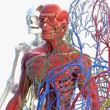 Medical laboratory medical & lab equipment, devices. Human Heart 3d Models For Download Turbosquid Human Anatomy Model Male Torso Female Anatomy
