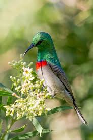 Birds That Don T Fly 94 Souimanga A Plastron Rouge Greater Double Collared Sunbird Cinnyris Afer Kus Bahce Cicek Bird Kus Kus Resimleri Hayvanlar
