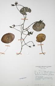 Image result for Brasenia schreberi