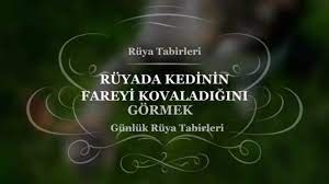 ruyada kedinin fareyi kovaladigini gormek tabiri ve yorumu ruya fareler yorum