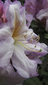 Lovely Lilac Rhododendron Flores Exoticas Flores Raras Flores