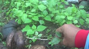 Salah satunya yaitu dengan menciptakan kebun mini dalam kotak kayu. Cara Berkebun Bayam Di Pekarangan Rumah Bibit Unggul