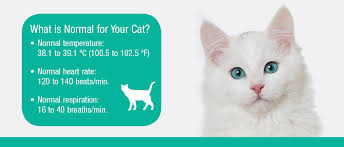 The upper chambers are called atria (singular: Keeping Your Cat Healthy Petlifeca