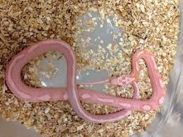 Coral Snow Motley Cornsnake Bhb Reptiles Corn Snake Corn Snakes For Sale Reptiles