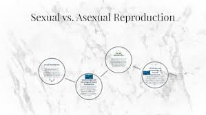 Sexual Vs Asexual Reproduction By Maeve M On Prezi