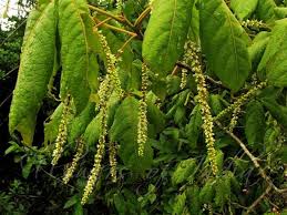 Image result for Allophylus