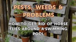 You can still use the pool, just remember to cover it when you are finished partying. How To Get Rid Of Horse Flies Around A Swimming Pool Youtube