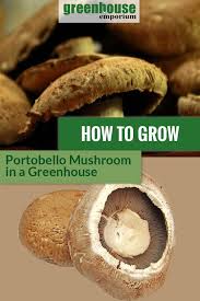 For the best results, you should keep the humidity between 65 and 80%. How To Grow Portobello Mushrooms In A Greenhouse