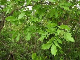 Image result for Melicoccus