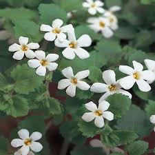 Image result for Bacopa