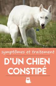 Symptomes Et Traitement D Un Chien Constipe Chien Sauvez Les Animaux Chiens Droles