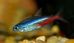 Any of numerous species of small south american freshwater fish of the family characidae, popular in home aquariums. The Ultimate Guide To Sucessfully Keeping Neon Tetras Fishkeeping Advice