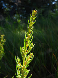 Image result for Suaeda plumosa