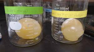 .osmosis and the egg lab report by: Egg Osmosis Lab Osmosis Egg Experiment Explanation