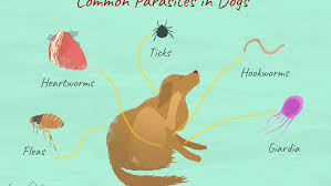 Parasites In Dogs That You Should Know